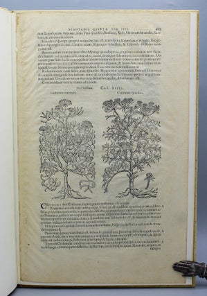 Item #13154 A Leaf from the 1583 Rembert Dodoens Herbal Printed by Christopher Plantin. With a...