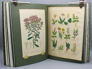 Paper Botanists: Cultivators of Artifice.