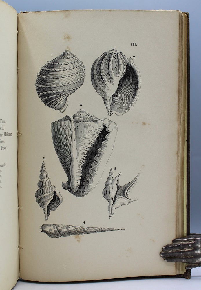Item #17432 Lessons on Shells, as Given to the Children Between the Ages of Eight and Ten, in a Pestalozzian School. Elizabeth Mayo.