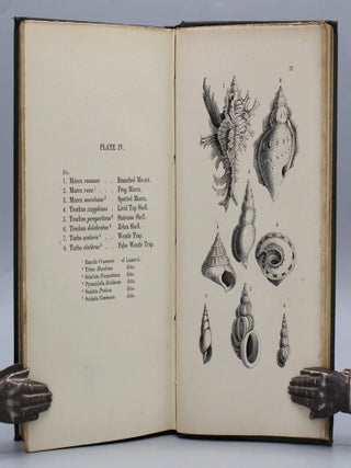 Lessons on Shells, as Given to the Children Between the Ages of Eight and Ten, in a Pestalozzian School.